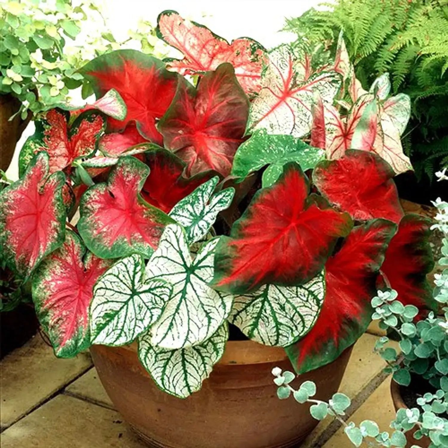 Caladium Mix Seeds for Planting Vibrant Foliage for Garden and Indoors