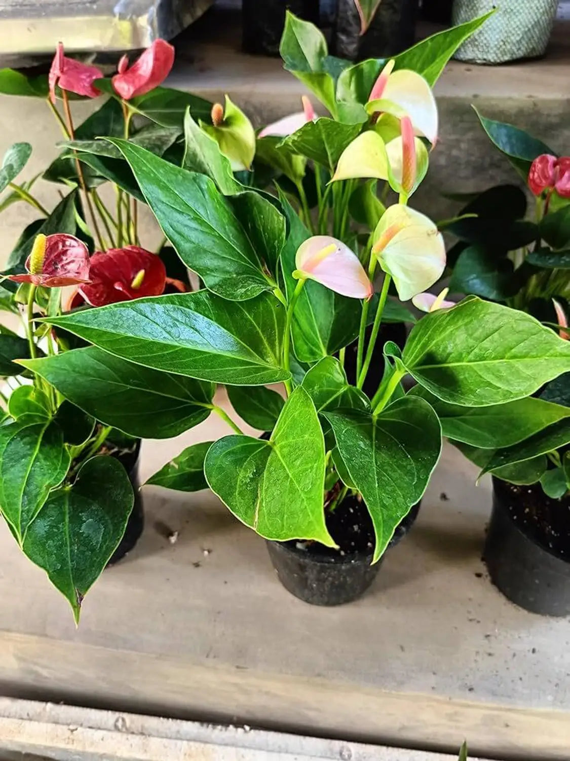 Mixed Colour Anthurium for Planting Sun Loving Heirloom & GMO Free Seeds for Home Garden
Sale
