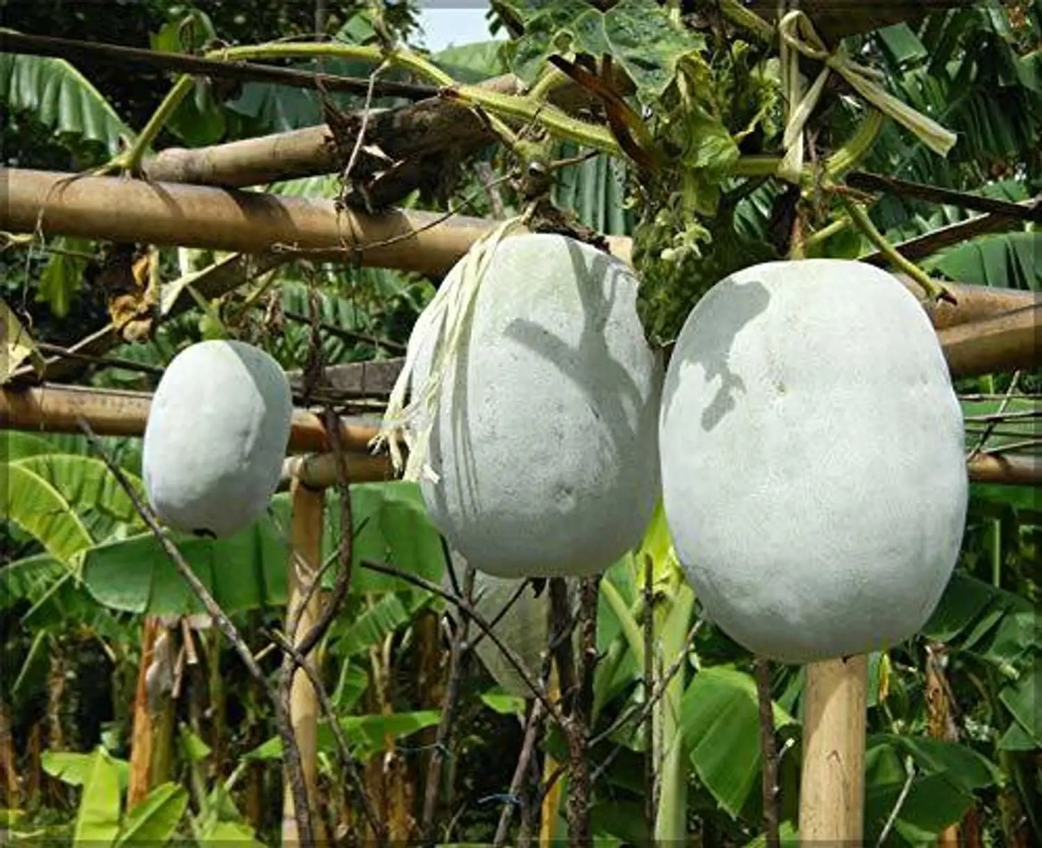Super Big Winter Melon Seeds for Planting Premium Vegetable Seeds