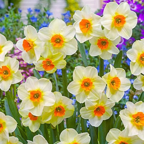 Light Yellow Narcissus Flower seeds for Planting - Colorful Display, Heirloom & GMO Free Seeds for Home Garden