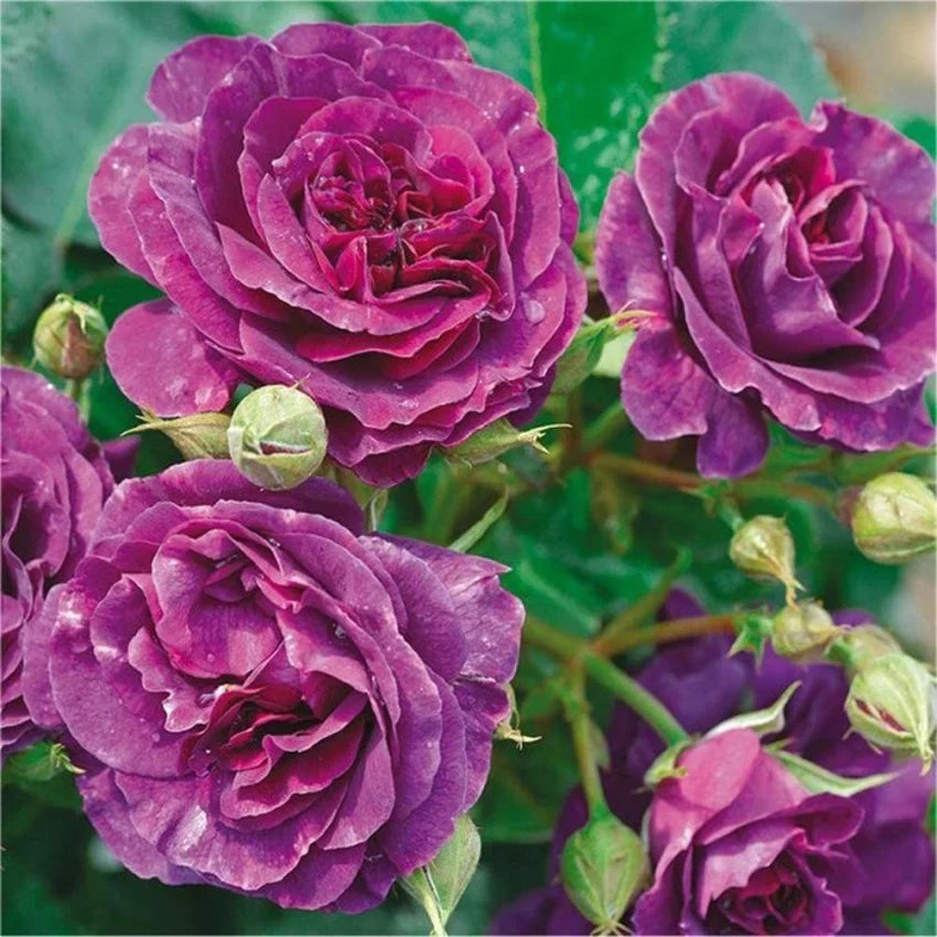 Biosnyg Purple Rose or Rosa Rugosa Thunb Flower seeds for Planting - Easy to Grow, Heirloom & GMO Free Seeds for Home Garden
Sale seeds for home garden
