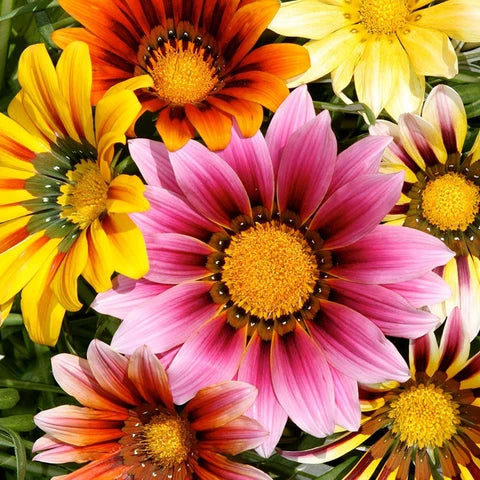 Pink Gazania Rigens Flower seeds for Planting - Easy to Grow, Heirloom & GMO Free Seeds for Home Garden