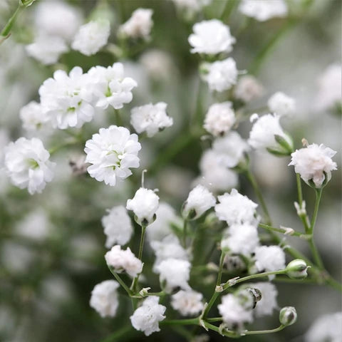 Gypsophila Paniculata Flower seeds for Planting - Long Bloom Season, Heirloom & GMO Free Seeds for Home Garden