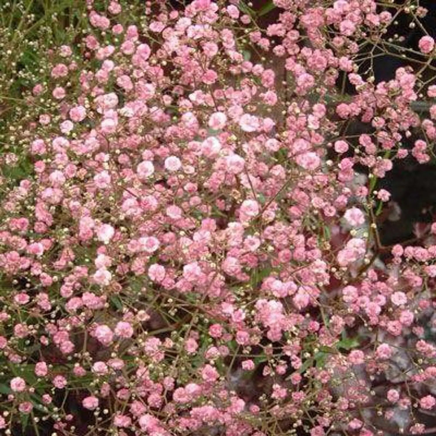 Rose Pink Gypsophila Paniculata Flower Seeds for Planting Drought Tolerant Heirloom & GMO Free Seeds for Home Garden
Sale
