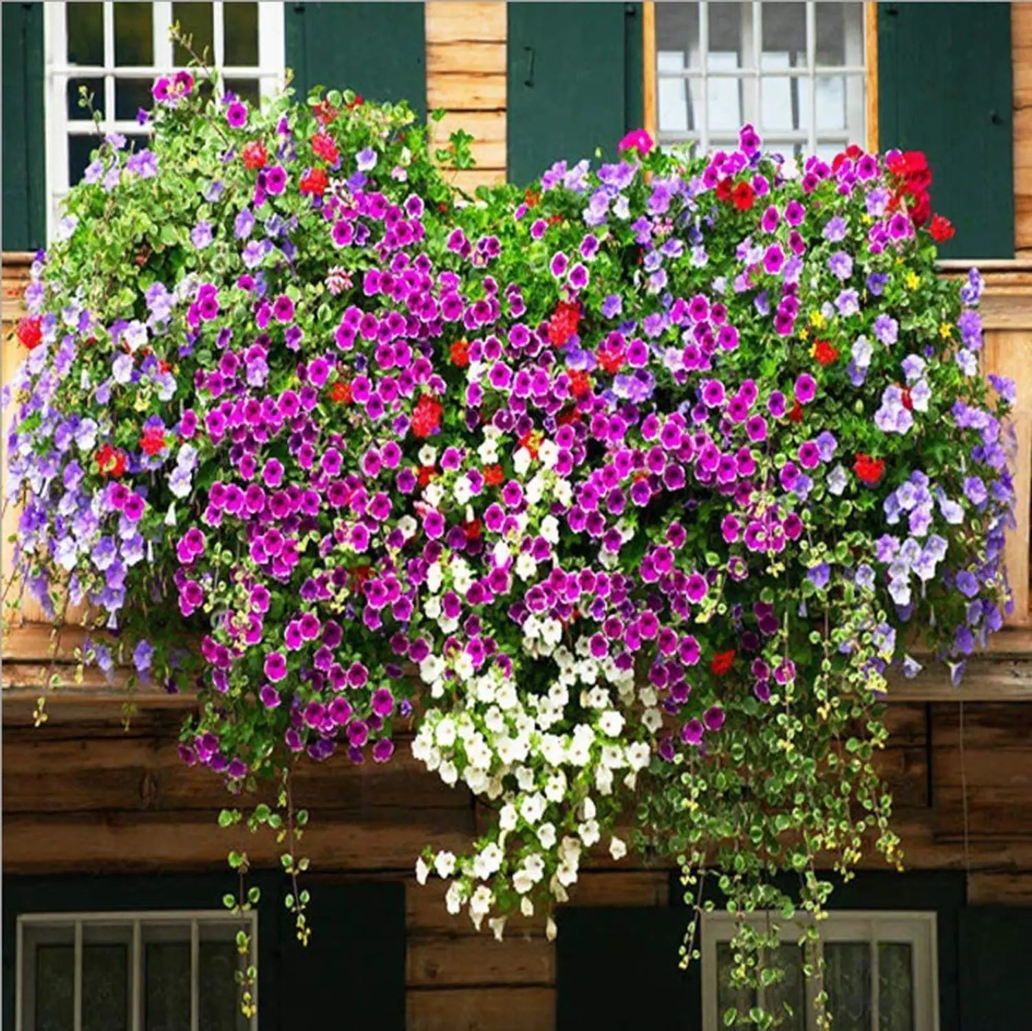 Climbing Petunia Petunia spp. Seeds for Planting in Vertical Garden