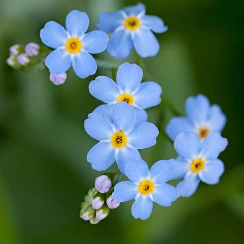 Bulk Forget-Me-Not Flower seeds for Planting - Bright Blooms, Heirloom & GMO Free Seeds for Home Garden