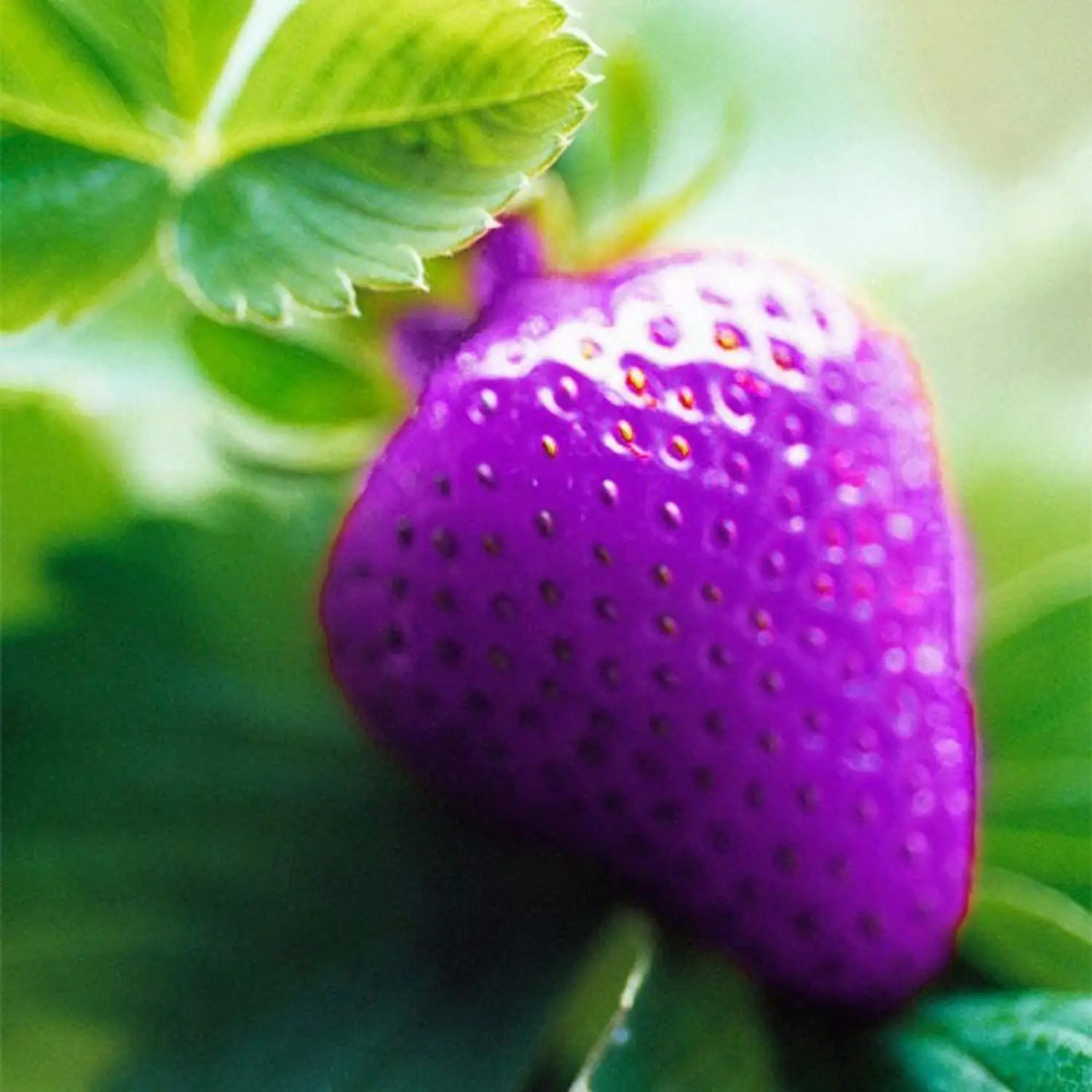 Strawberry Fruit Seeds Purple for Planting Seed for Unique, Colorful Strawberry Growth