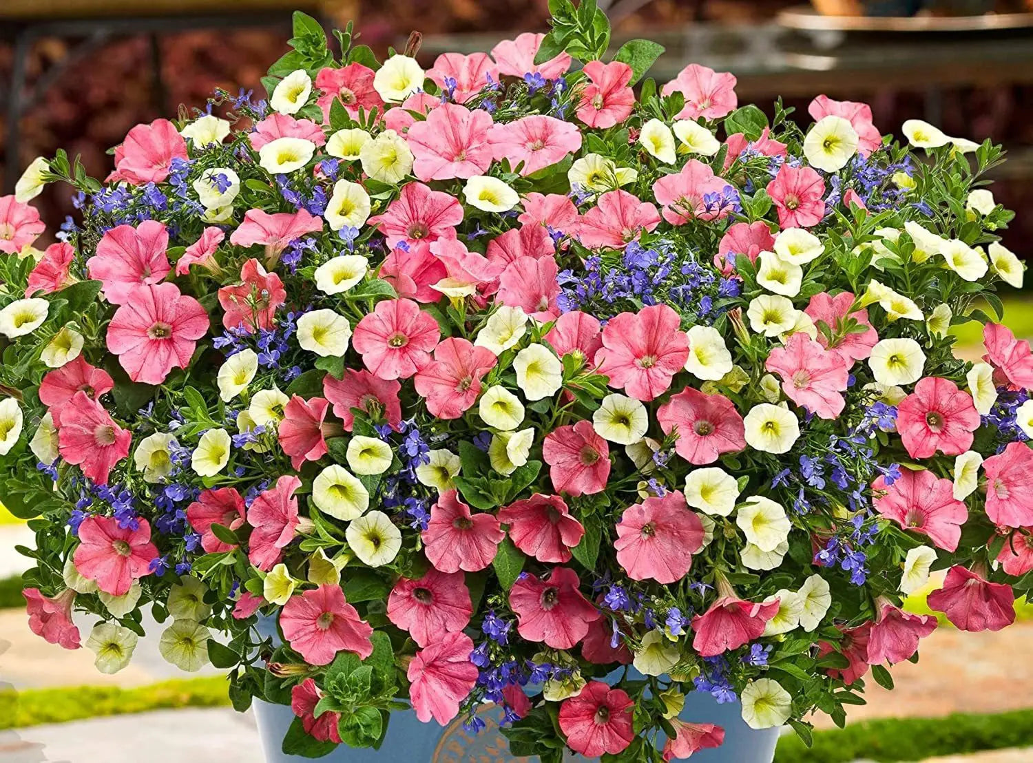 Petunia Mix Seeds for Planting Colorful Annual Flowers - Evergrowseeds