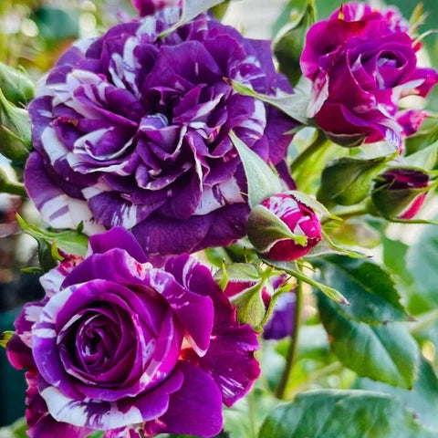 Bicolor Flower seeds for Planting - Drought Tolerant, Heirloom & GMO Free Seeds for Home Garden