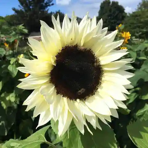 White Sunflower Seeds for Planting