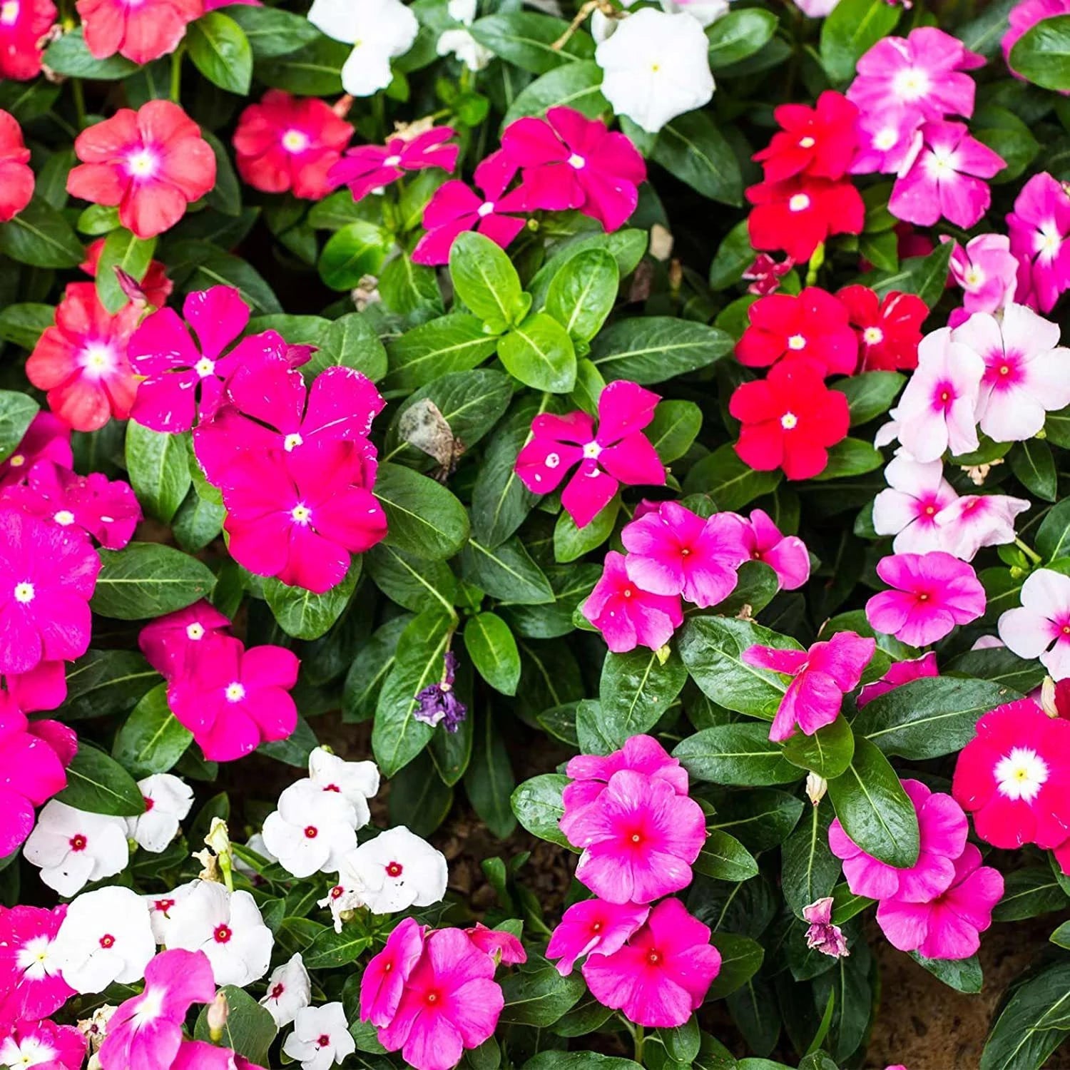 Pink Catharanthus Flower seeds for Planting - Seasonal Bloomer, Heirloom & GMO Free Seeds for Home Garden