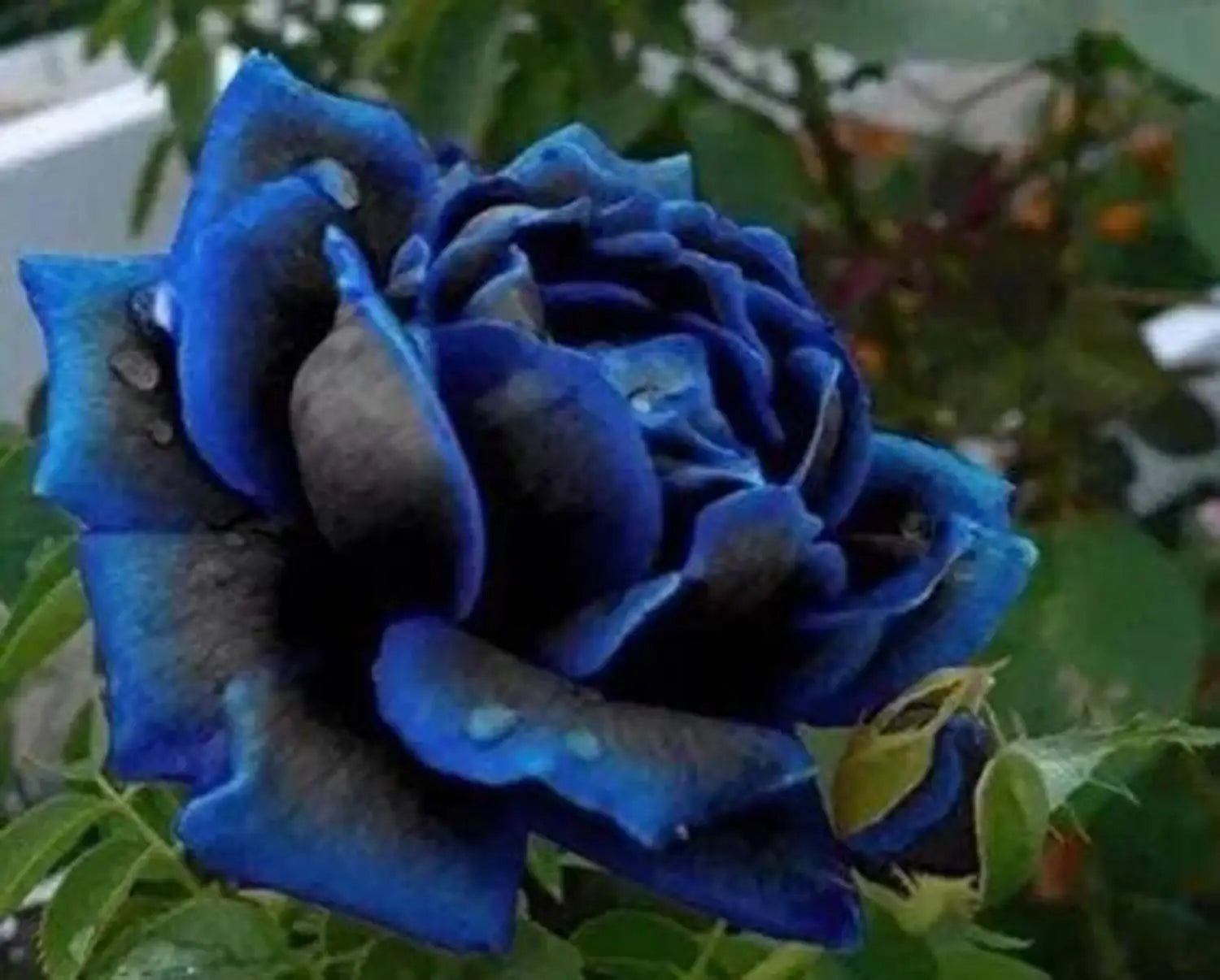 Blue Midnight Rose Seeds for Planting