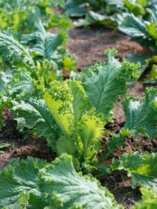 Heirloom Mustard Vegetable Seeds for Planting