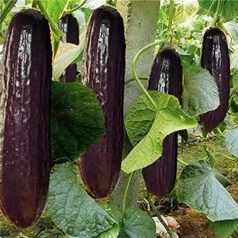 Black Cucumber Vegetable Planting Seeds Perfect for Your Garden