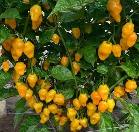 MOA Yellow Scotch Bonnet Pepper Seeds for Planting