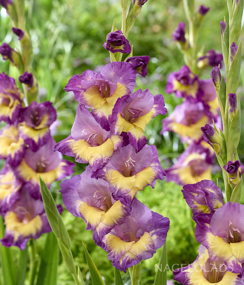 Purple Yellow Gladiolus Flower Seeds for Planting Seasonal Bloomer Heirloom & GMO Free Seeds for Home Garden
Sale