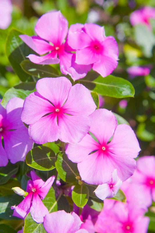 Light Pink Periwinkle Flower seeds for Planting - Fragrant Blossoms, Heirloom & GMO Free Seeds for Home Garden