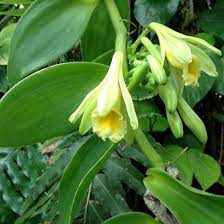 Exotic Vanilla Planifolia Seeds For Planting