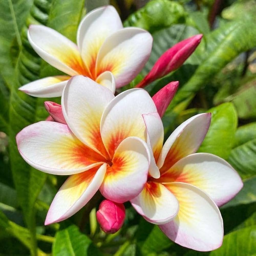 Mixed Color Plumeria Plumeria spp. Seeds for Planting in Home Garden