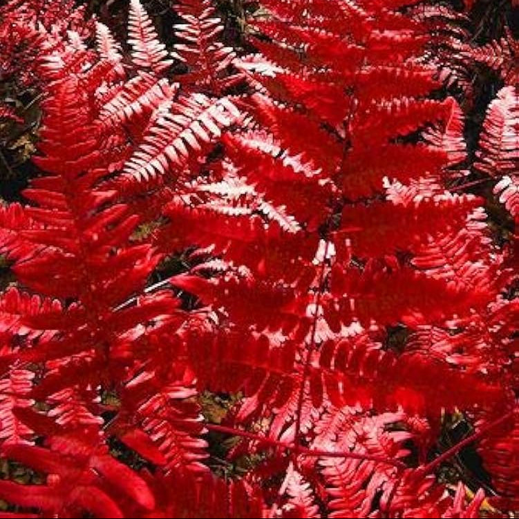 Red Fern for Planting Drought Tolerant Heirloom & GMO Free Seeds for Home Garden
Sale
