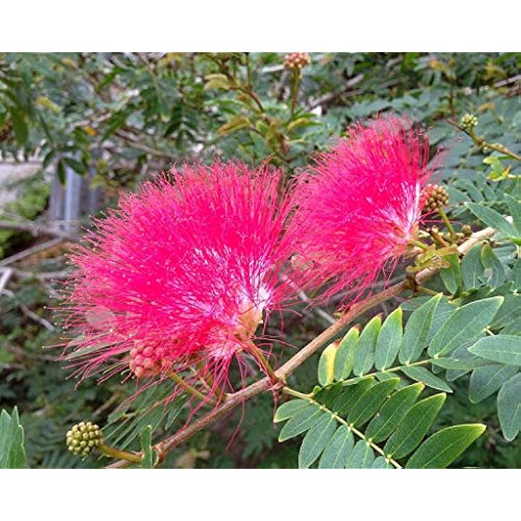 Pink Albizia Flower Seeds for Planting Compact Growth Heirloom & GMO Free Seeds for Home Garden
Sale