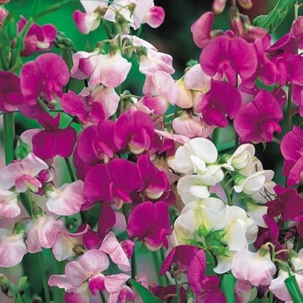 Perennial Sweet Pea Seeds for Planting Lathyrus latifolius for flower beds and trellises