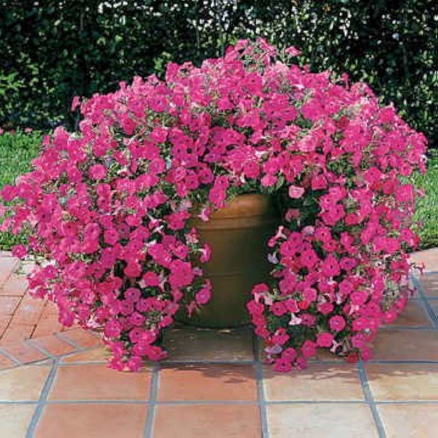 Double Petals Petunia Petunia spp. Seeds for Planting in Hanging Baskets
