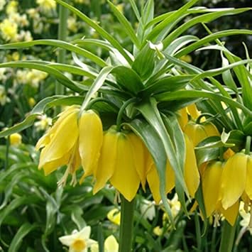 Yellow Imperial Crown Fritillaria Flower seeds for Planting - Premium Quality, Heirloom & GMO Free Seeds for Home Garden
Sale seeds for home garden