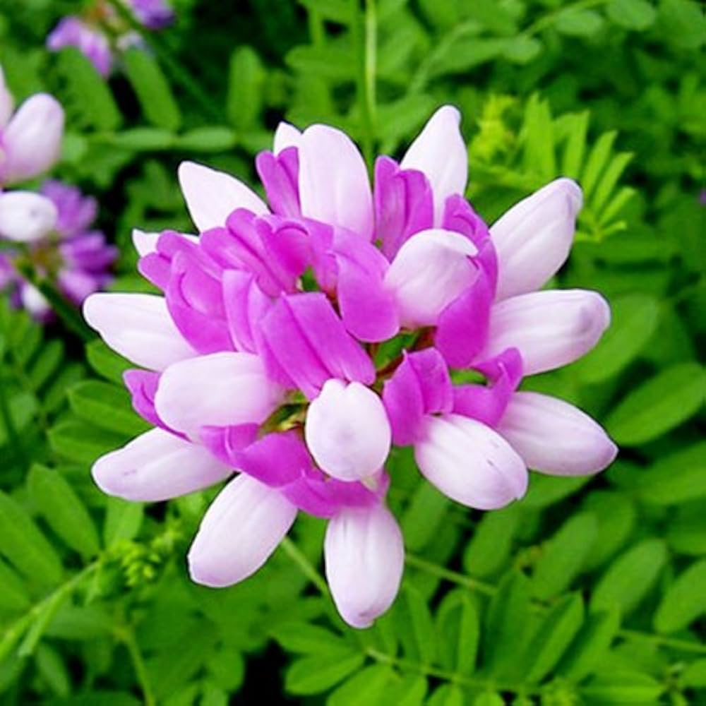Violet Milkvetch Sinicus - Premium Flower Seeds for Vibrant Gardens and Ecological Planting