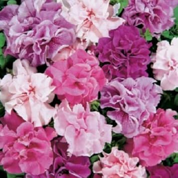 Mixed Pelleted Flower seeds blooming in flower beds, containers, borders, and pollinator-friendly gardens