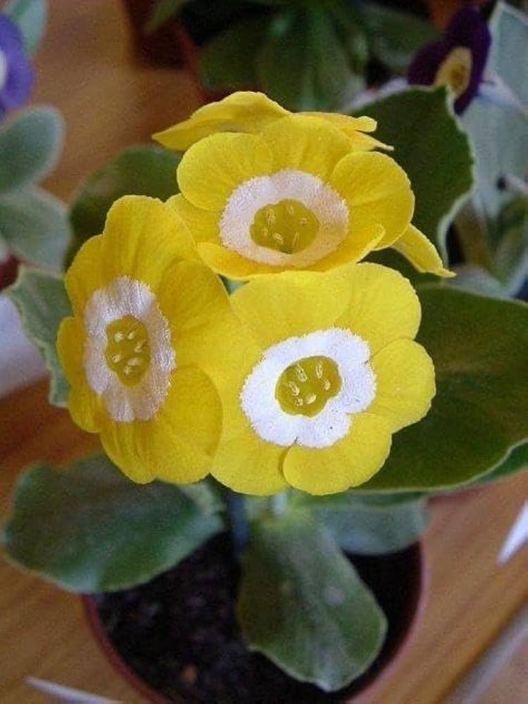Primula Polyneura Flower Seeds for Planting