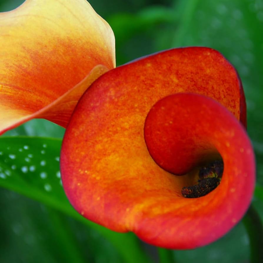Calla Lily Seeds Zantedeschia for Planting in Flower Bed & Garden