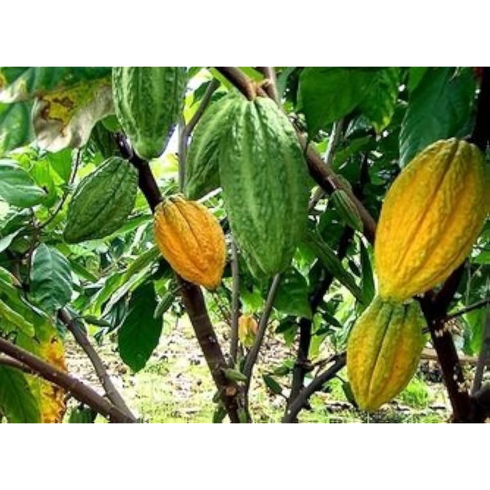 Trinitario Tree Seeds for Planting | Grow Your Own Trinitario Trees