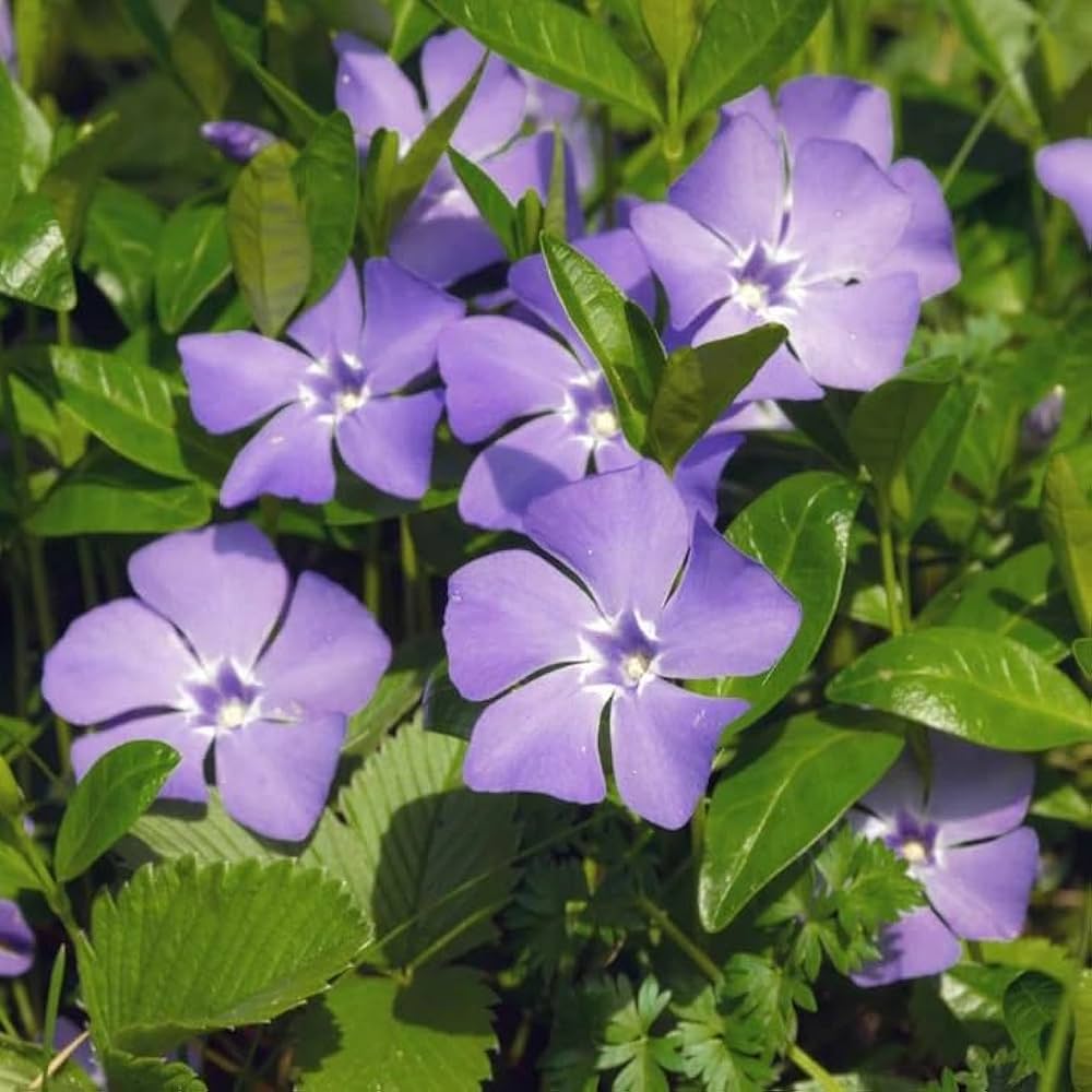 Catharanthus Roseus Periwinkle Seeds for Planting in Flower Bed