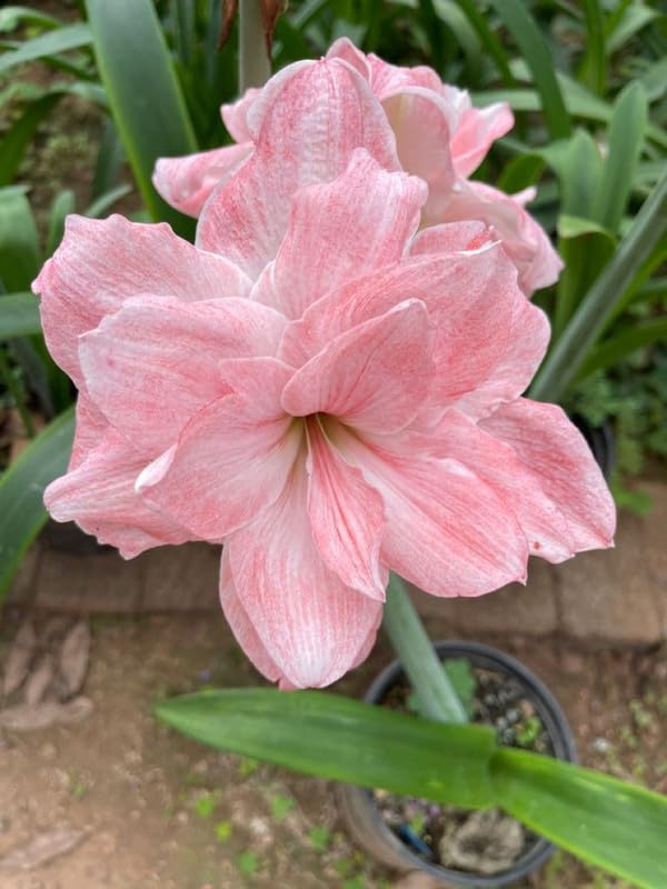 Yellow Sunrise Amaryllis Hippeastrum Bulbs for Planting in Flower Bed & Garden