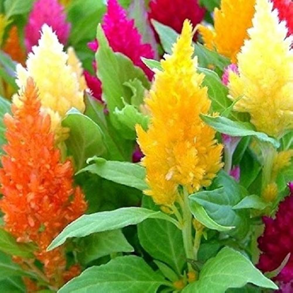 Celosia Fresh Look Orange Seeds for Planting flower bed garden