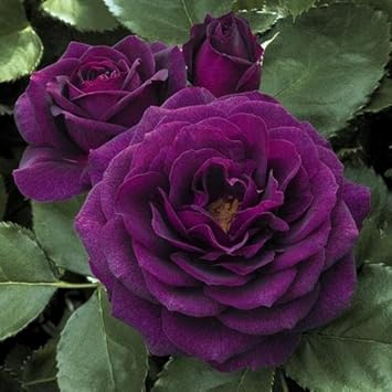 Purple Dragon Rose Flower seeds blooming in flower beds, containers, borders, and pollinator-friendly gardens