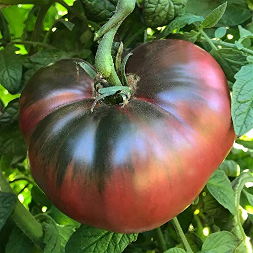 Black Brown Tomato Seeds for Planting