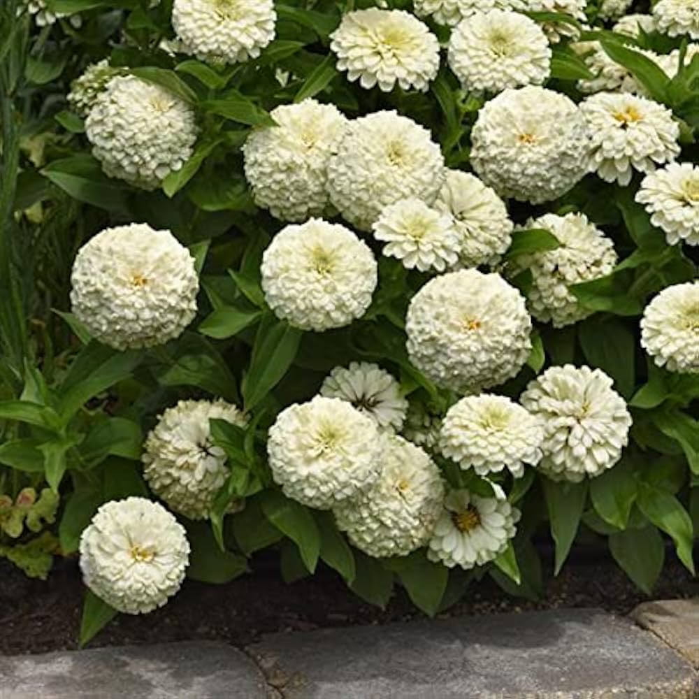 Zinnia Belyy Mishka Zinnia Elegans Seeds for Planting - Colorful Blooms for Flower Bed & Urban Garden