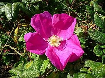 Rugosa Flower seeds for Planting - Compact Growth, Heirloom & GMO Free Seeds for Home Garden
Sale for planting in home garden.