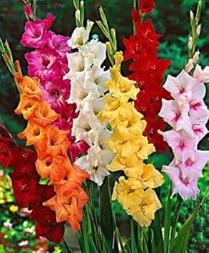 Mixed Gladiolus Flower seeds blooming in flower beds, containers, borders, and pollinator-friendly gardens