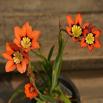 Blue Red Sparaxis Flower seeds for Planting - Premium Quality, Heirloom & GMO Free Seeds for Home Garden
Sale seeds for home garden
