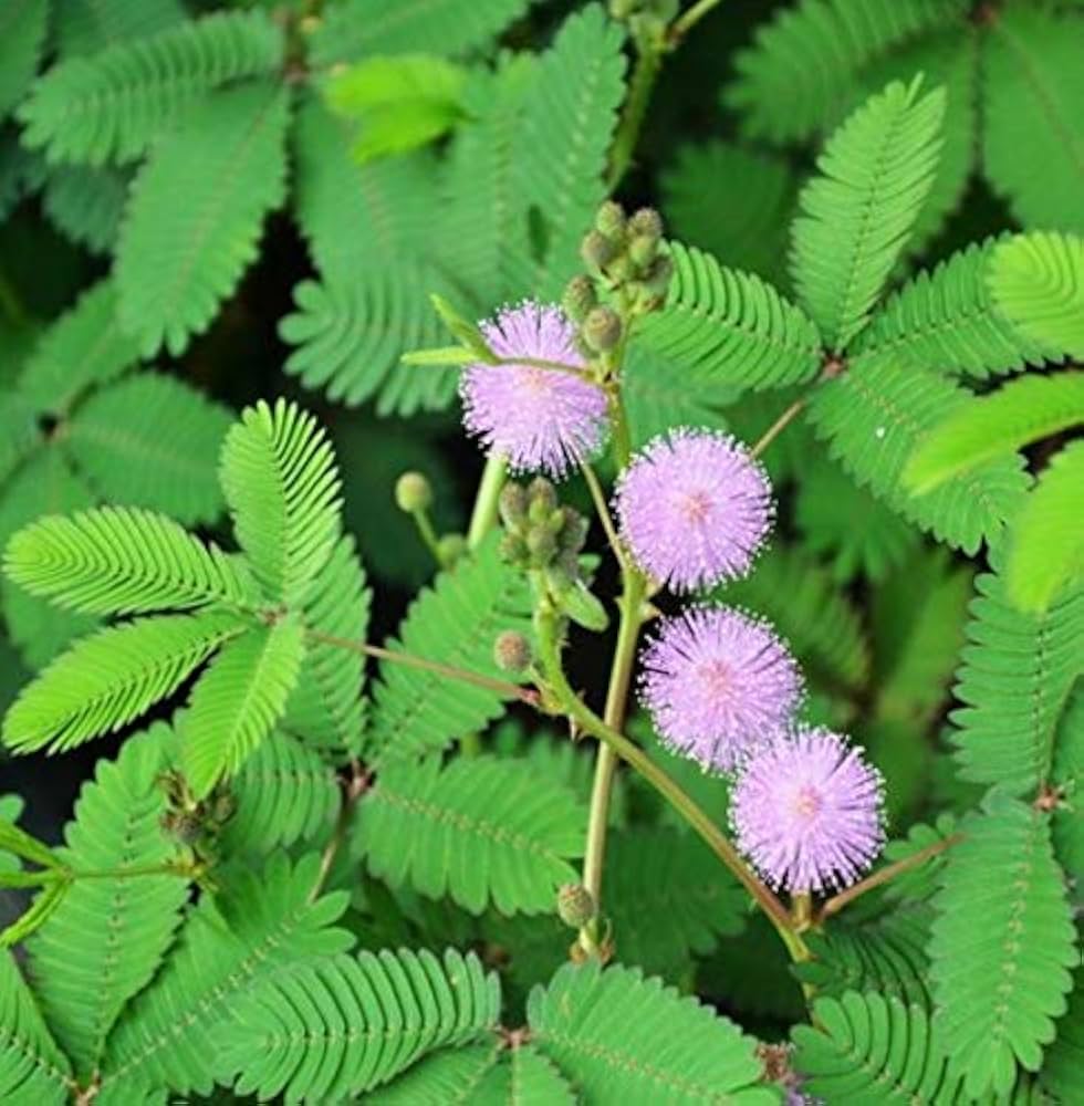 Acacia Baileyana Flower seeds for Planting - Cut Flower Favorite, Heirloom & GMO Free Seeds for Home Garden