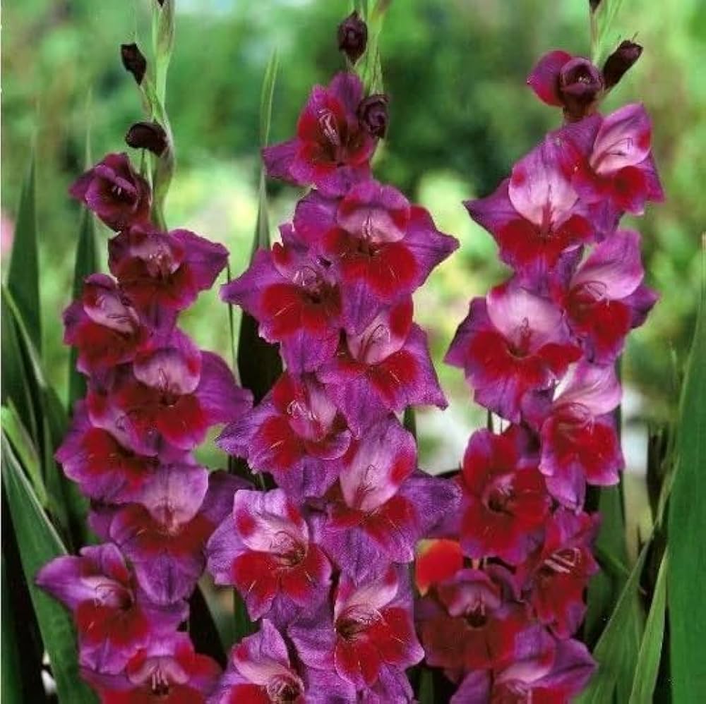 Red Purple Gladiolus Flower Seeds for Planting Drought Tolerant Heirloom & GMO Free Seeds for Home Garden
Sale