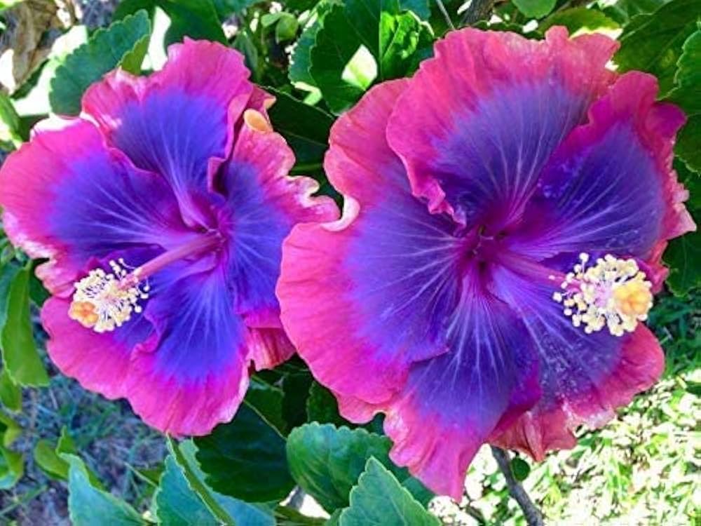 Pink Blue Hibiscus Flower seeds for Planting - Hardy Variety, Heirloom & GMO Free Seeds for Home Garden
Sale for planting in home garden.