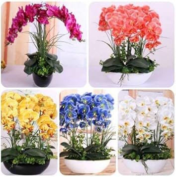 Mixed Phalaenopsis Orchid Flower seeds blooming in flower beds, containers, borders, and pollinator-friendly gardens