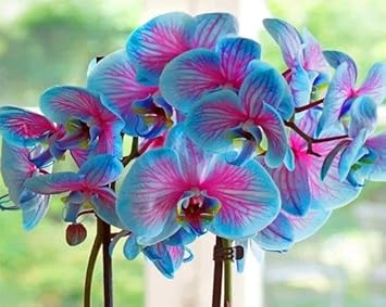 Blue Pink Butterfly Orchid Flower seeds for Planting - Easy to Grow, Heirloom & GMO Free Seeds for Home Garden
Sale for planting in home garden.