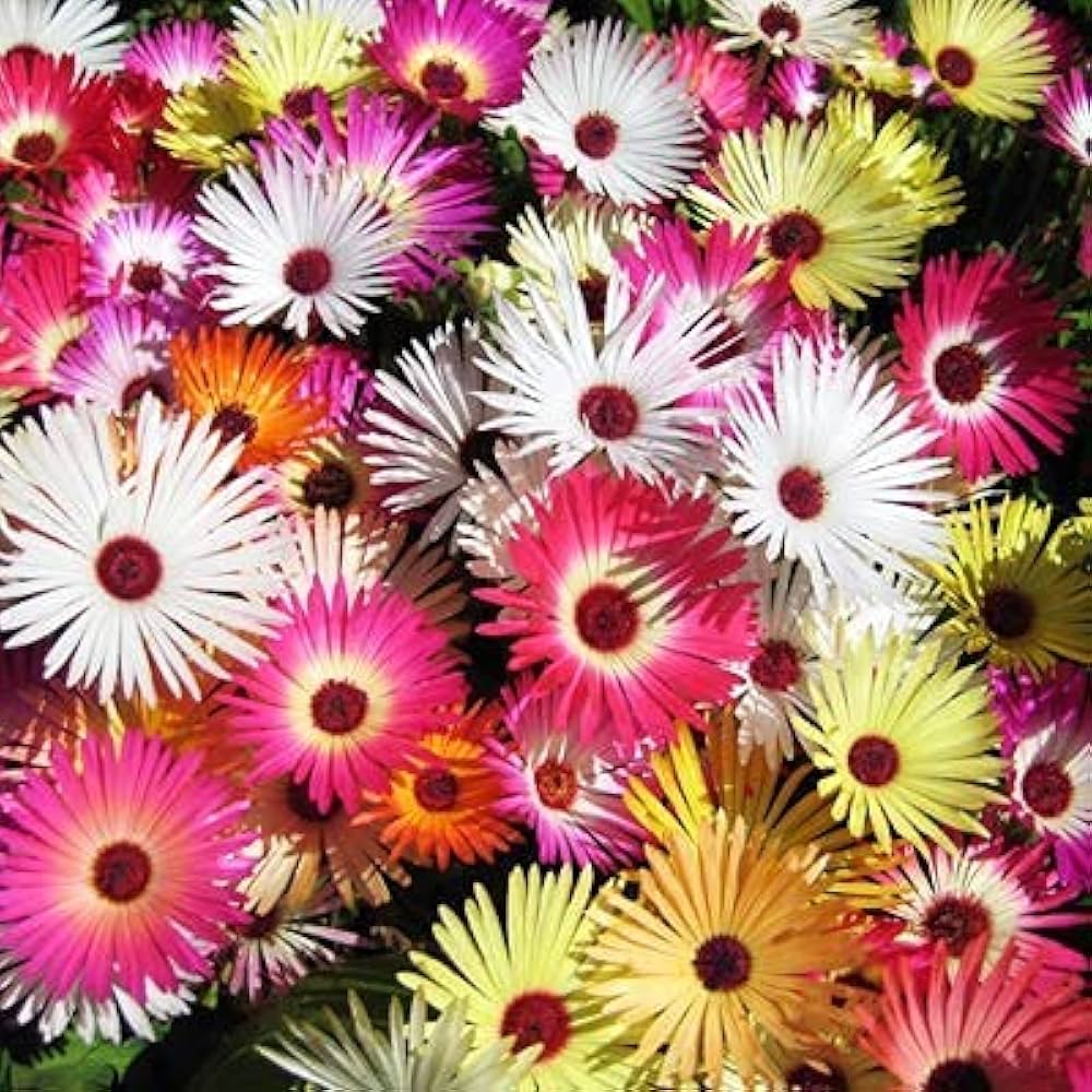 Ice Flower seeds blooming in flower beds, containers, borders, and pollinator-friendly gardens