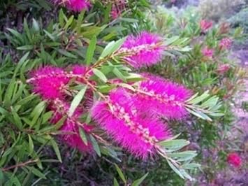 Pink Callistemon Violaceus Flower seeds blooming in flower beds, containers, borders, and pollinator-friendly gardens