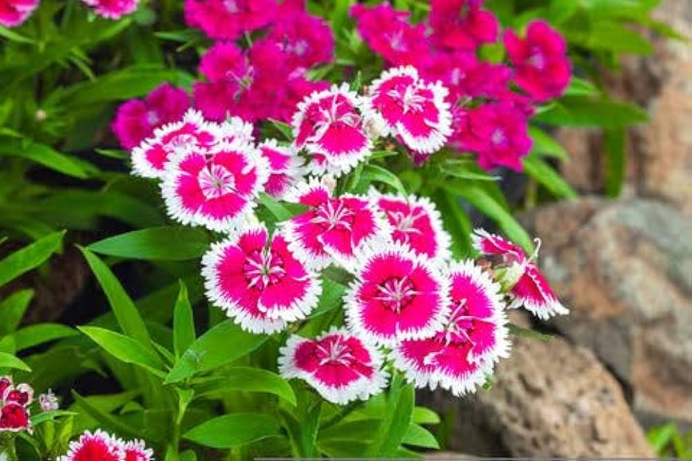 Dianthus Seeds Grow Vibrant Flowers in Your Garden